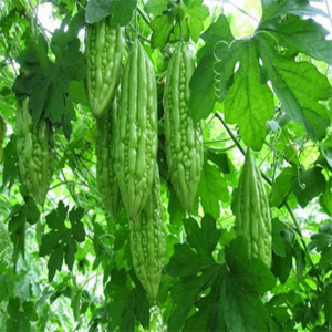 Hạt giống mướp đắng